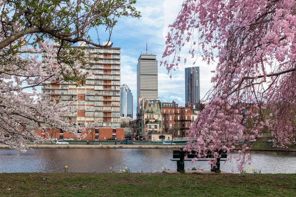 Cherry Blossom Boston City — Stock fotografie