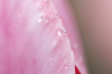 Güzel laleler Bir Bahar Öğleden Sonra