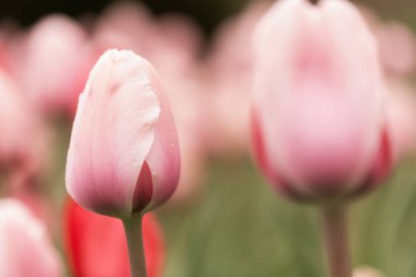 Güzel laleler Bir Bahar Öğleden Sonra
