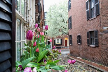 Güzel laleler Bir Bahar Öğleden Sonra