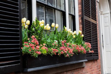 Güzel laleler Bir Bahar Öğleden Sonra