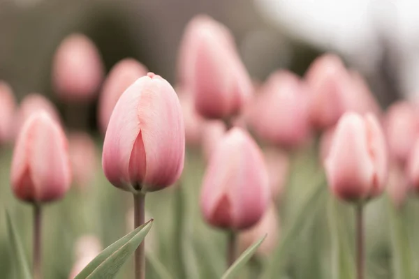 Belles Tulipes Sur Après Midi Printemps — Photo