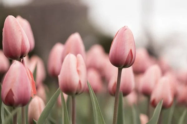 Belles Tulipes Sur Après Midi Printemps — Photo