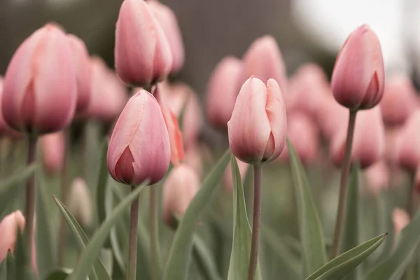 Belles Tulipes Sur Après Midi Printemps — Photo