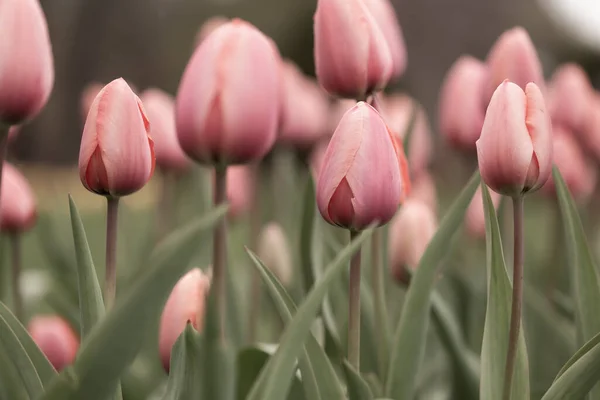 Belles Tulipes Sur Après Midi Printemps — Photo