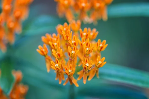 Die Kleinen Orangen Blumen — Stockfoto