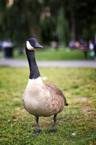 Oie Canadienne Dans Jardin Public Boston — Photo