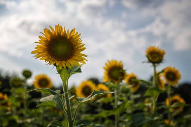 Millis Massachusetts 'teki Ayçiçeği Tarlası