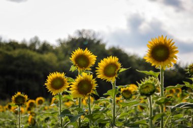 Millis Massachusetts 'teki Ayçiçeği Tarlası