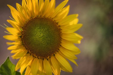 Bir ayçiçeğinin portresi