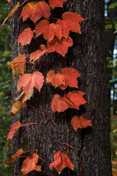 Herfst Landschappen Massachusetts — Stockfoto