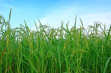 Paddy akşam yeşil kulak Tayland