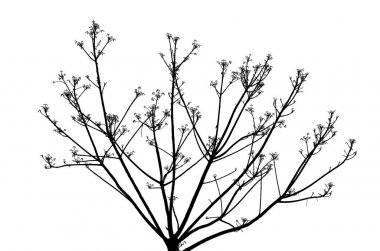 Beyaz bir arka plan üzerinde çıplak dalları.