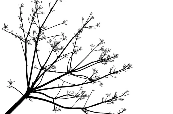 Shadow bare branches on a white background. — Stock Photo, Image
