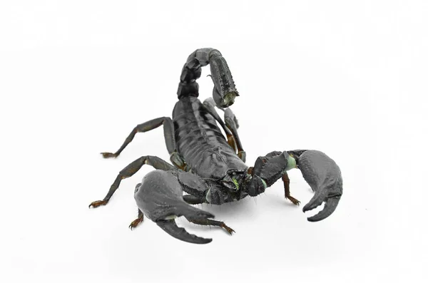 Scorpion Chang black. — Stock Photo, Image