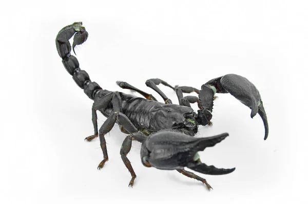 Escorpión Chang negro . — Foto de Stock