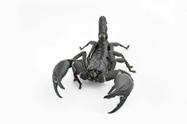 Scorpion Chang černá. — Stock fotografie