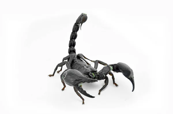 Scorpion Chang černá. — Stock fotografie
