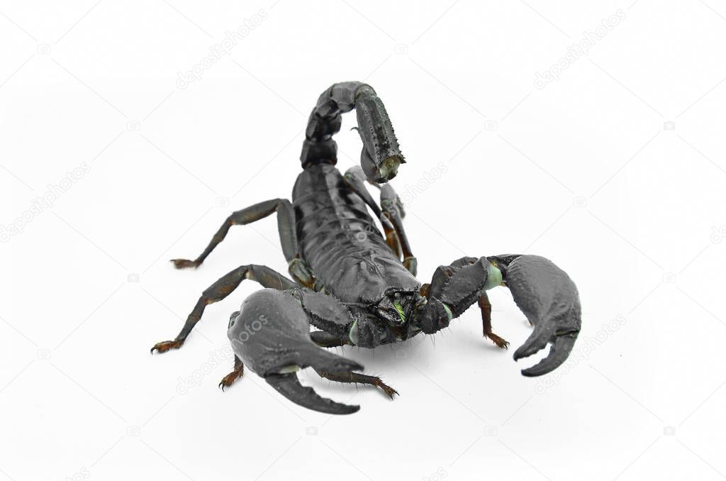 Scorpion Chang black.