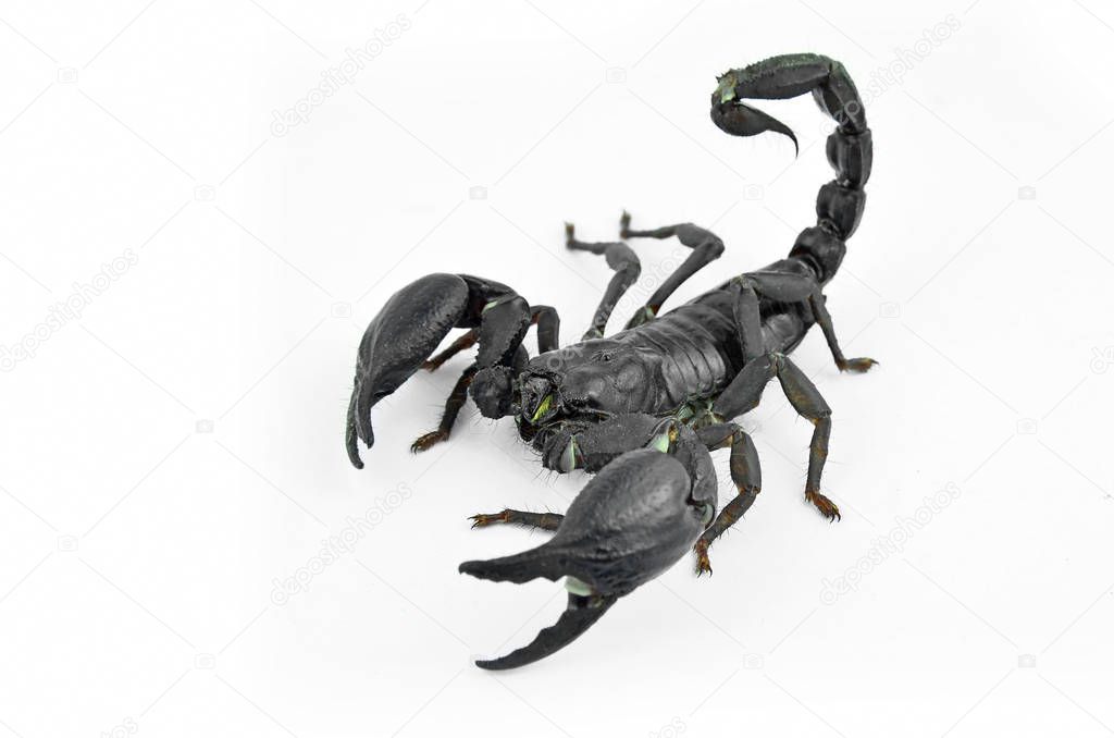 Scorpion Chang black.