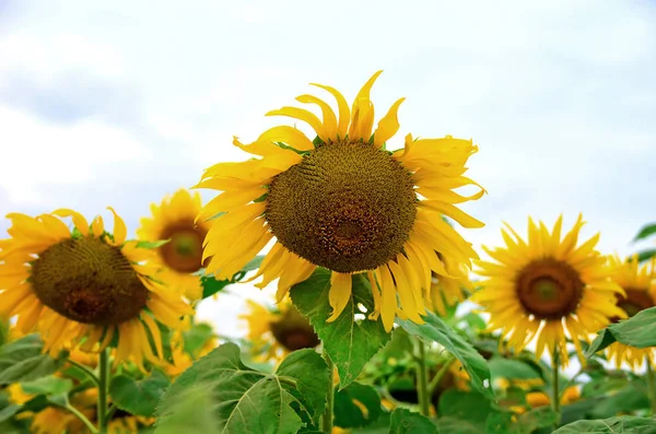 The sunflower graden.