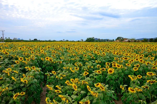 The sunflower graden.