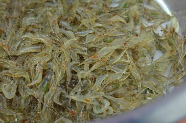 Birçok canlı canlı karides.