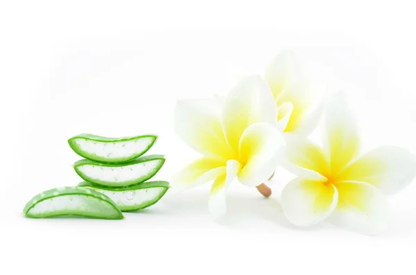 Aloe vera and plumeria. Stock Photo