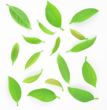 Garcinia cowa roxb beyaz bir arka plan üzerine yerleştirilen.