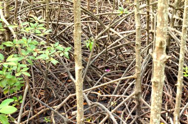 Mangrov orman Chanthaburi, Tayland at