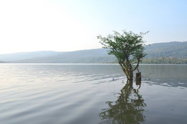 Bir ağaç bir bataklıkta yalnız kalır.