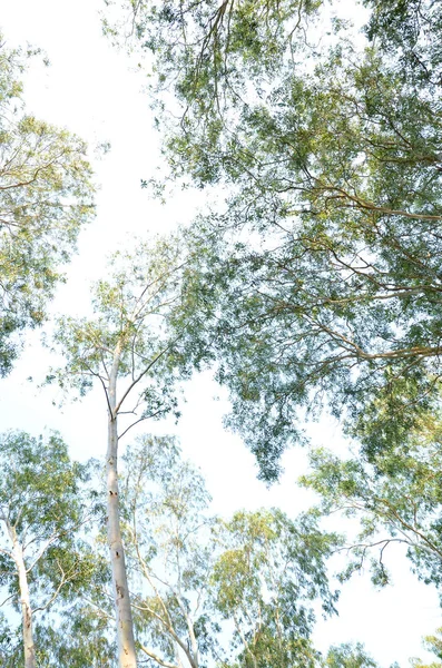 Ramos de árvores e céu. — Fotografia de Stock