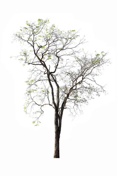 Árvore isolada contra um fundo branco. — Fotografia de Stock
