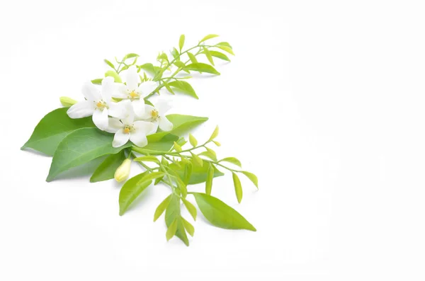 Białe kwiaty są rozmieszczone na piękny wygląd. — Zdjęcie stockowe