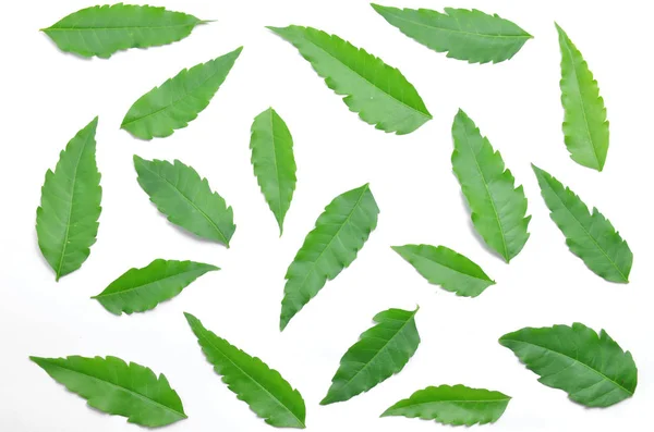 Wiele neem zielony liści rozłożonych na podłodze. — Zdjęcie stockowe