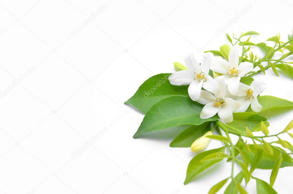 White flowers are arranged to look beautiful.