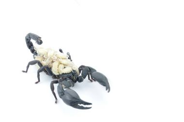 Siyah Akrep ve beyaz larva.