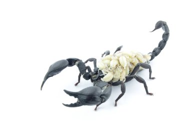 Siyah Akrep ve beyaz larva.