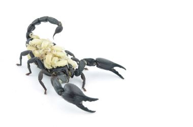 Siyah Akrep ve beyaz larva.