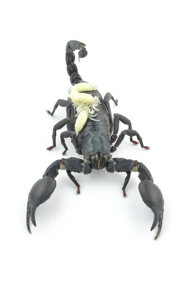 Чорний скорпіон і біла личинка . — стокове фото