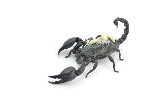Escorpión negro y larva blanca . — Foto de Stock