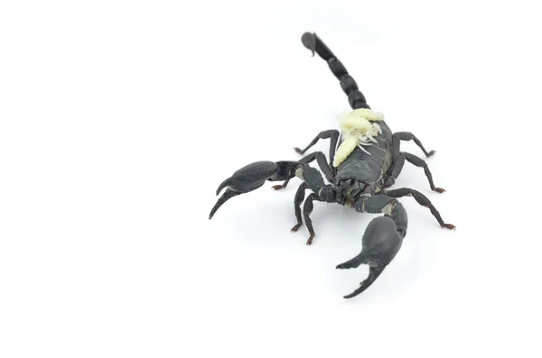 Schwarzer Skorpion und weiße Larve. — Stockfoto