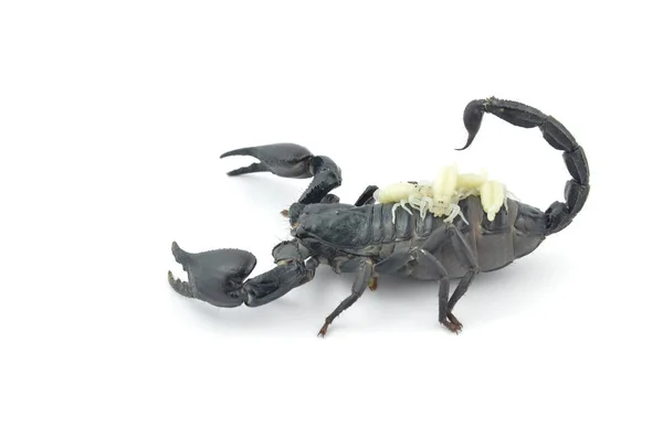 Escorpião preto e larva branca . — Fotografia de Stock