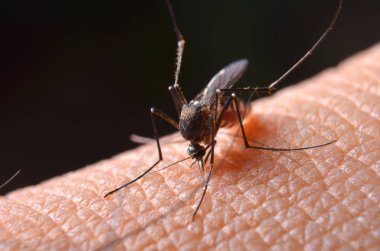Makro insan derisi üzerinde öldürücü sivrisinek.