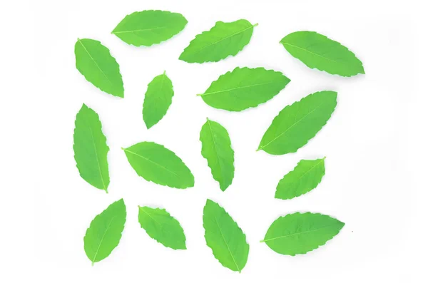 Folhas de manjericão verde fresco. — Fotografia de Stock