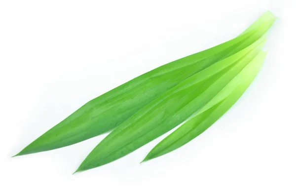Čerstvý zelený pandan list. — Stock fotografie