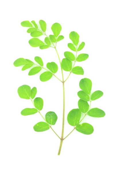 Moringa 잎은 녹색 허브. — 스톡 사진
