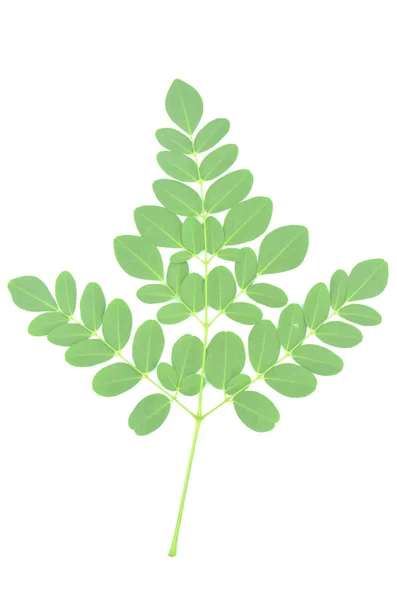 Moringa 잎은 녹색 허브. — 스톡 사진