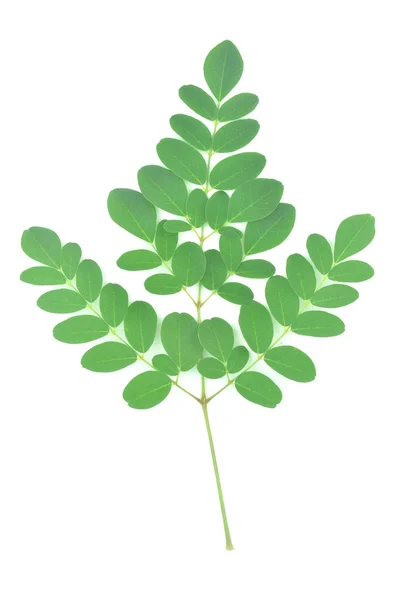 モリンガの葉は、緑ハーブ. — ストック写真