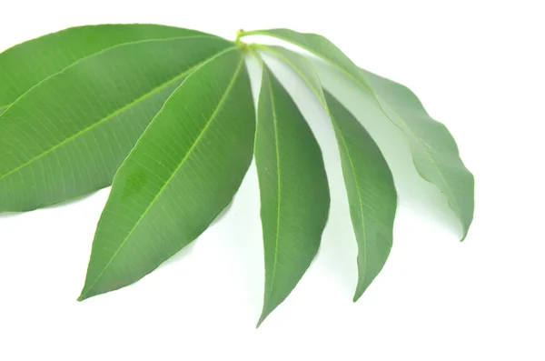 Alstonia scholaris naturalny zielony liść. — Zdjęcie stockowe